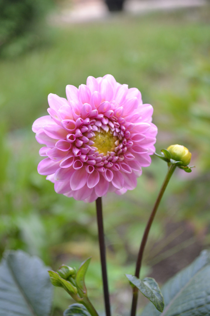 kwiat01
