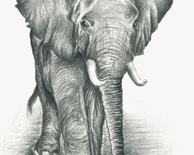 SMALL ELEPHANT